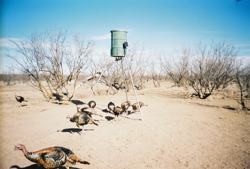 Turkey Pics In West Texas
Took 5 years to get these guys on the property and I moved the next season...
