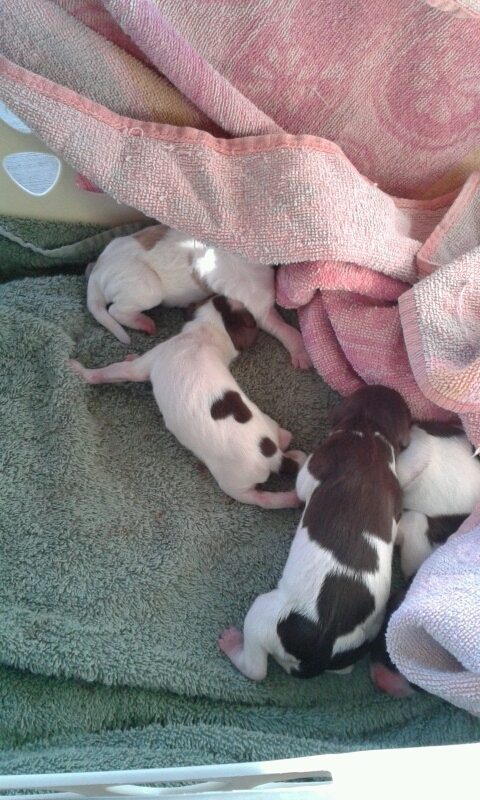puppys_born.JPG