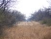Quail hunting chaparral 1-2009 001.jpg