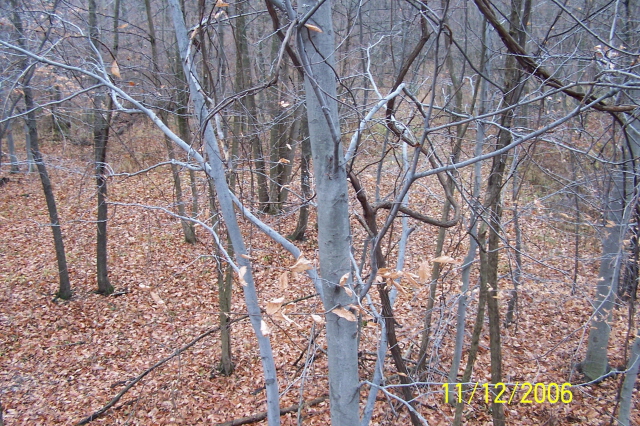 tree stand
Keywords: 13point